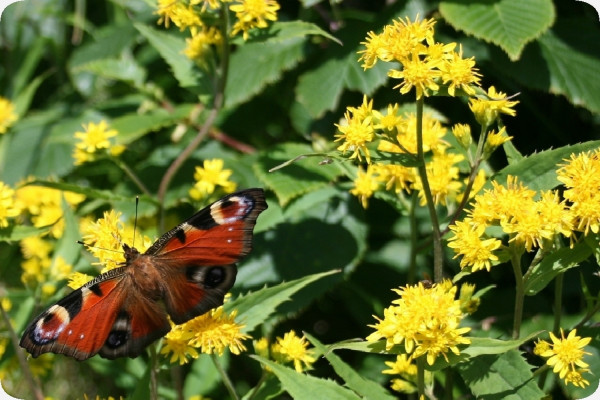 True goldenrod