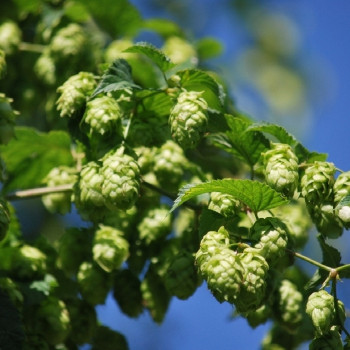 Echter Hopfen