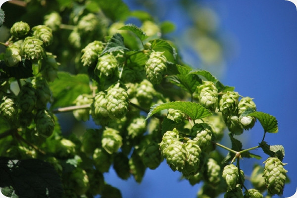 Echter Hopfen