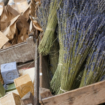 Echter Lavendel