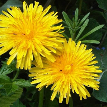 dandelion