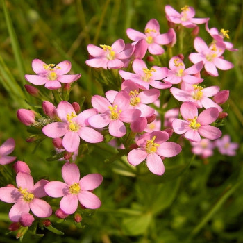 Tausendgüldenkraut