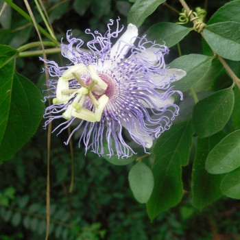 Passionflower