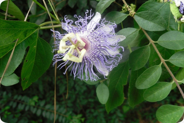 Passionsblume