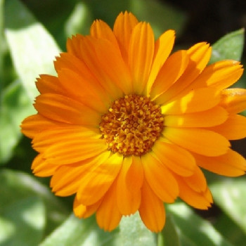 Ringelblume
