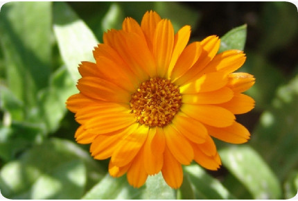 Anzuchtset - Ich nehme mir Zeit für mich