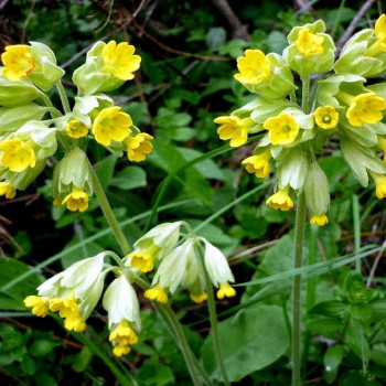 Schlüsselblume
