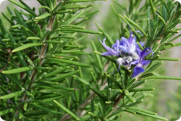 True rosemary