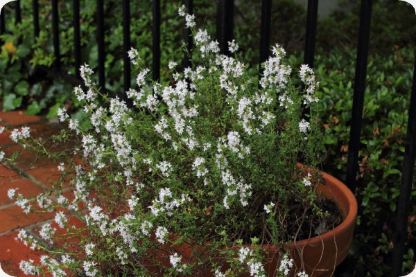 True thyme
