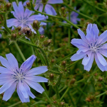 Wegwarte