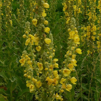 Great mullein