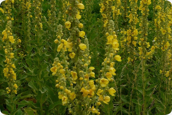 Great mullein