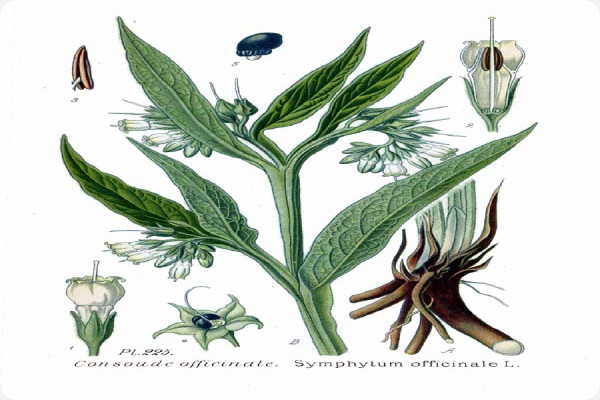 Beinwell