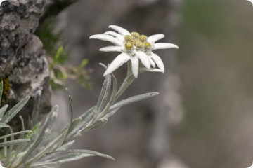 Edelweiss