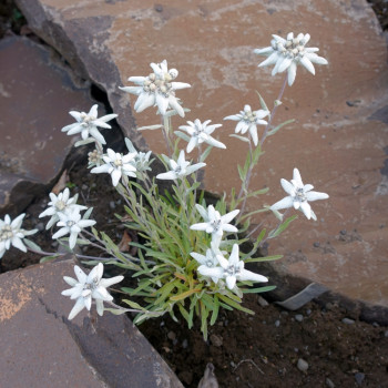 Alpine Edelweiss