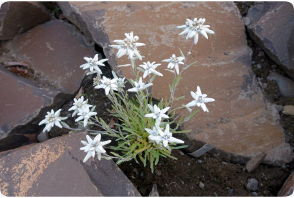 Edelweiß
