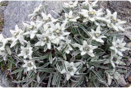 Edelweiß