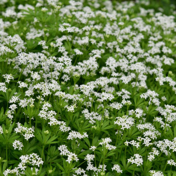 Waldmeister