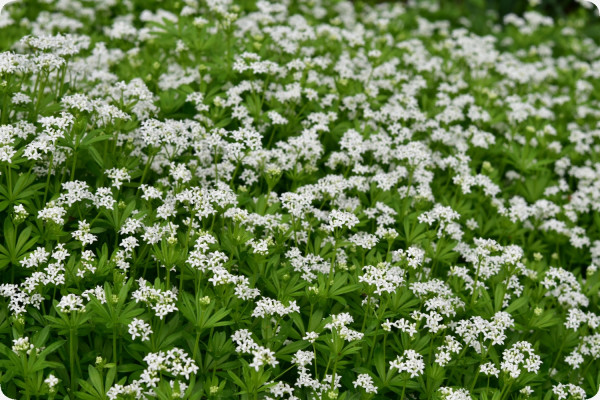 Woodruff