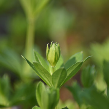 Waldmeister
