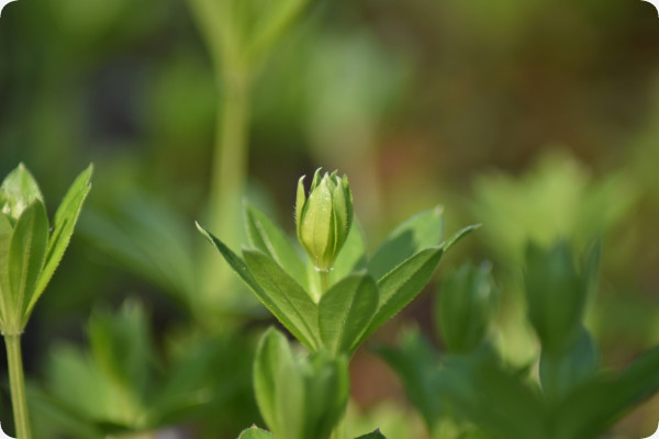 Woodruff