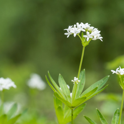 Woodruff