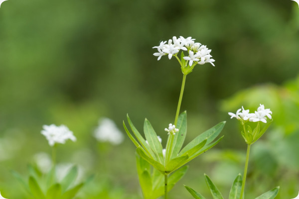 Woodruff