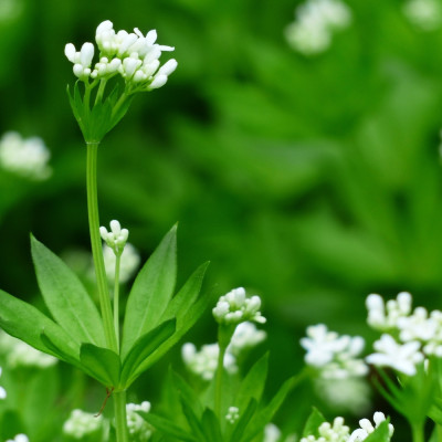 Woodruff
