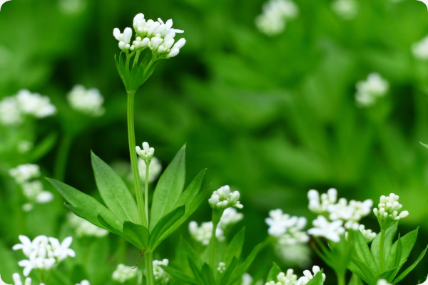 Woodruff