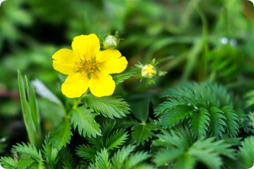 Goose Herb