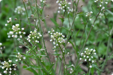 Shepherd&#39;s pot