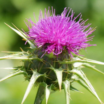 Milk thistle