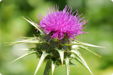 Mariendistel