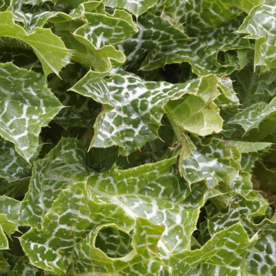 Mariendistel