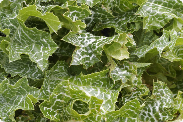 Mariendistel