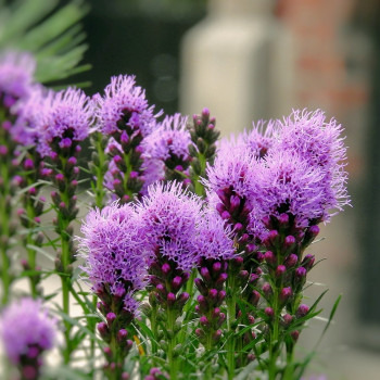 Milk thistle