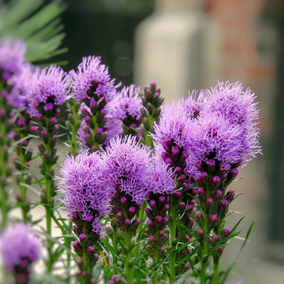Mariendistel