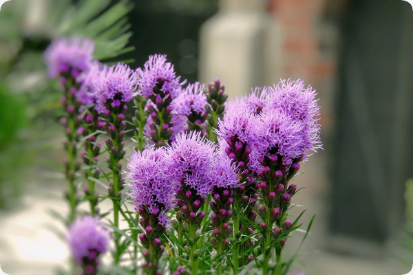 Mariendistel