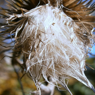 Mariendistel