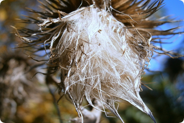 Mariendistel