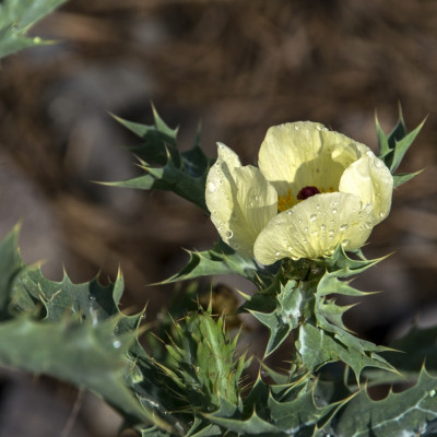 Blessed thistle