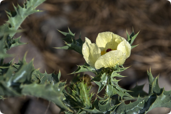 Blessed thistle