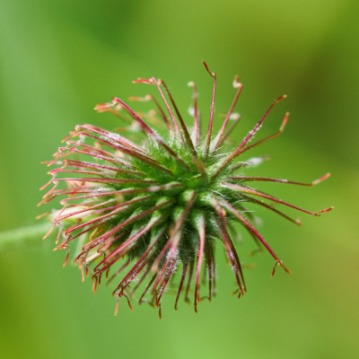 Blessed thistle