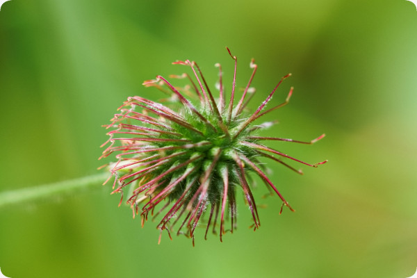 Blessed thistle