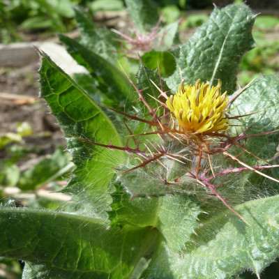 Blessed thistle