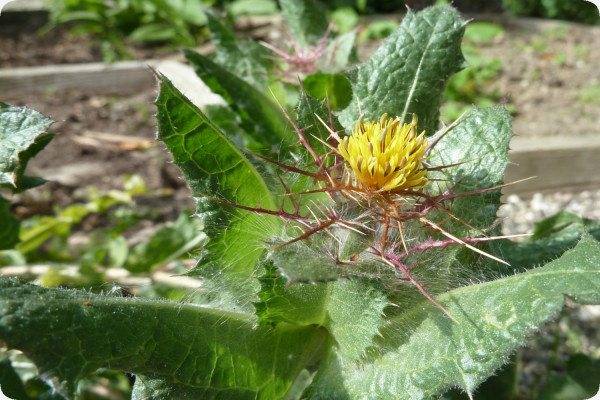 Blessed thistle