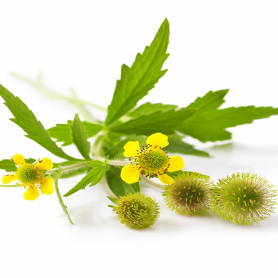 Blessed thistle