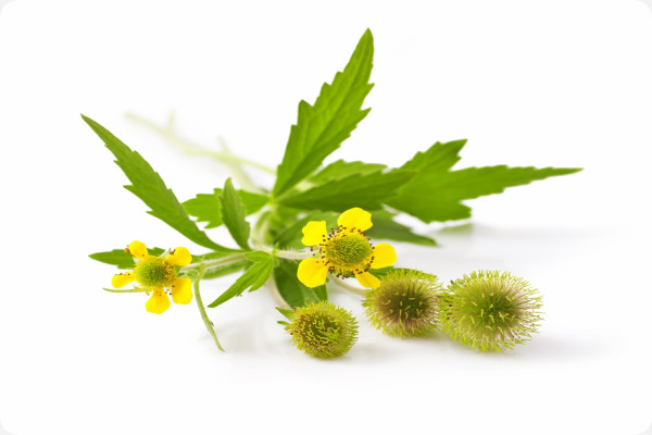 Blessed thistle