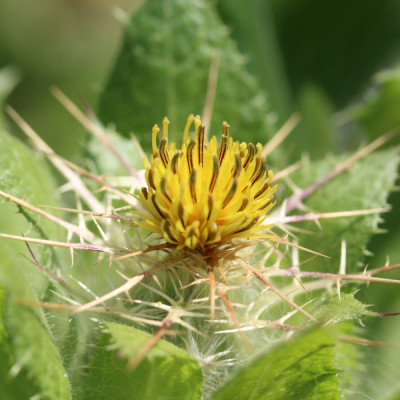 Blessed thistle