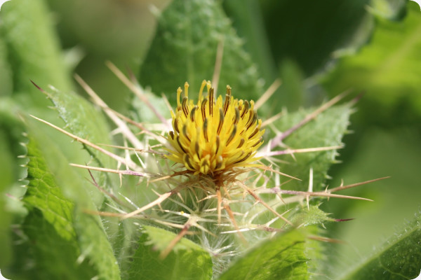 Blessed thistle